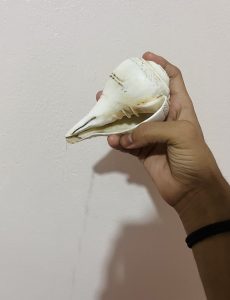 A hand holds a large, white seashell with a tapered end, displaying faint markings and grooves.