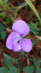 A close-up of a delicate purple flower with soft petals and a small white center, surrounded by green leaves and foliage.
