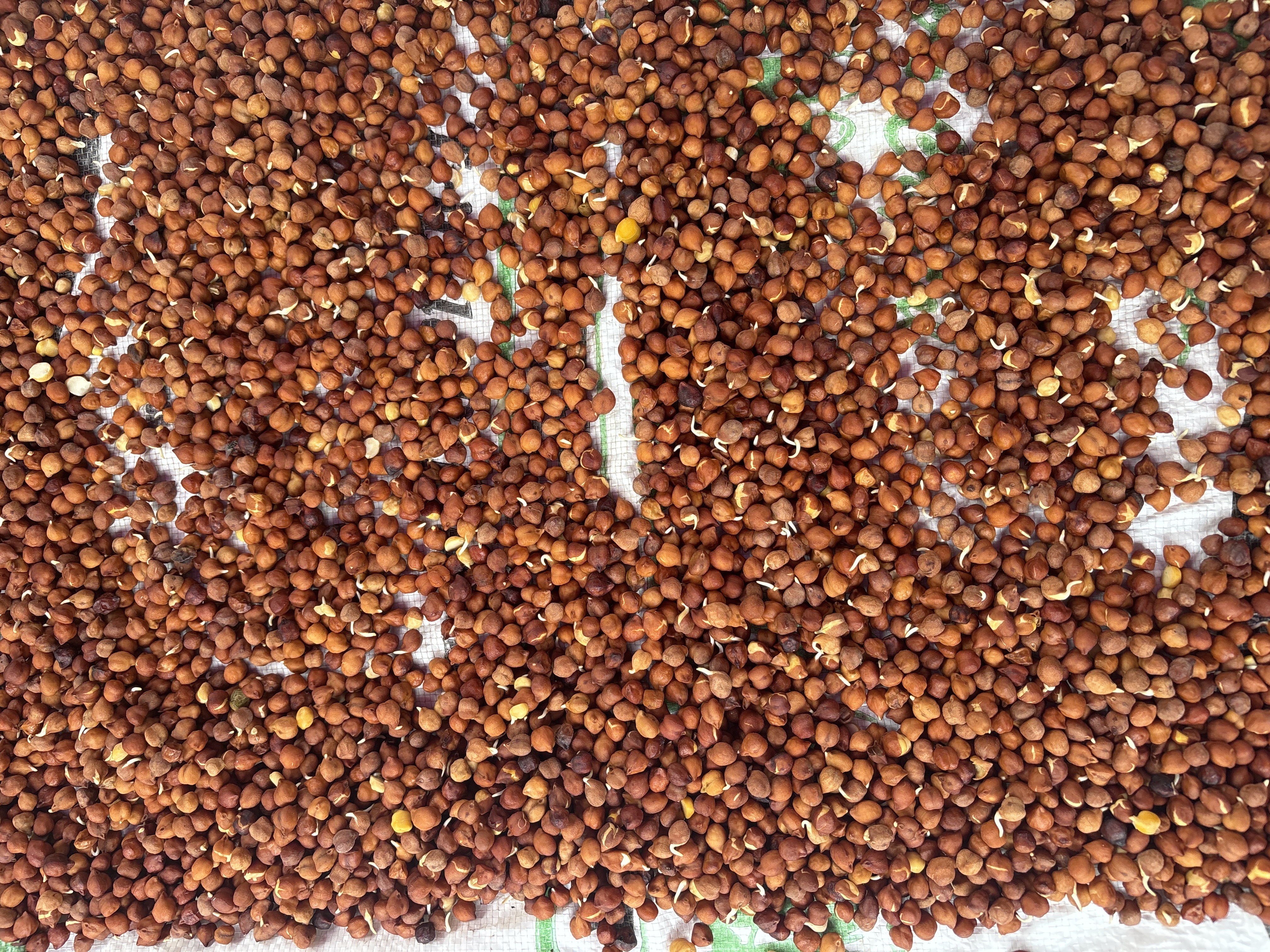 A large spread of small, brown chickpeas seeds with visible sprouts on a textured surface, creating a dense and varied pattern.