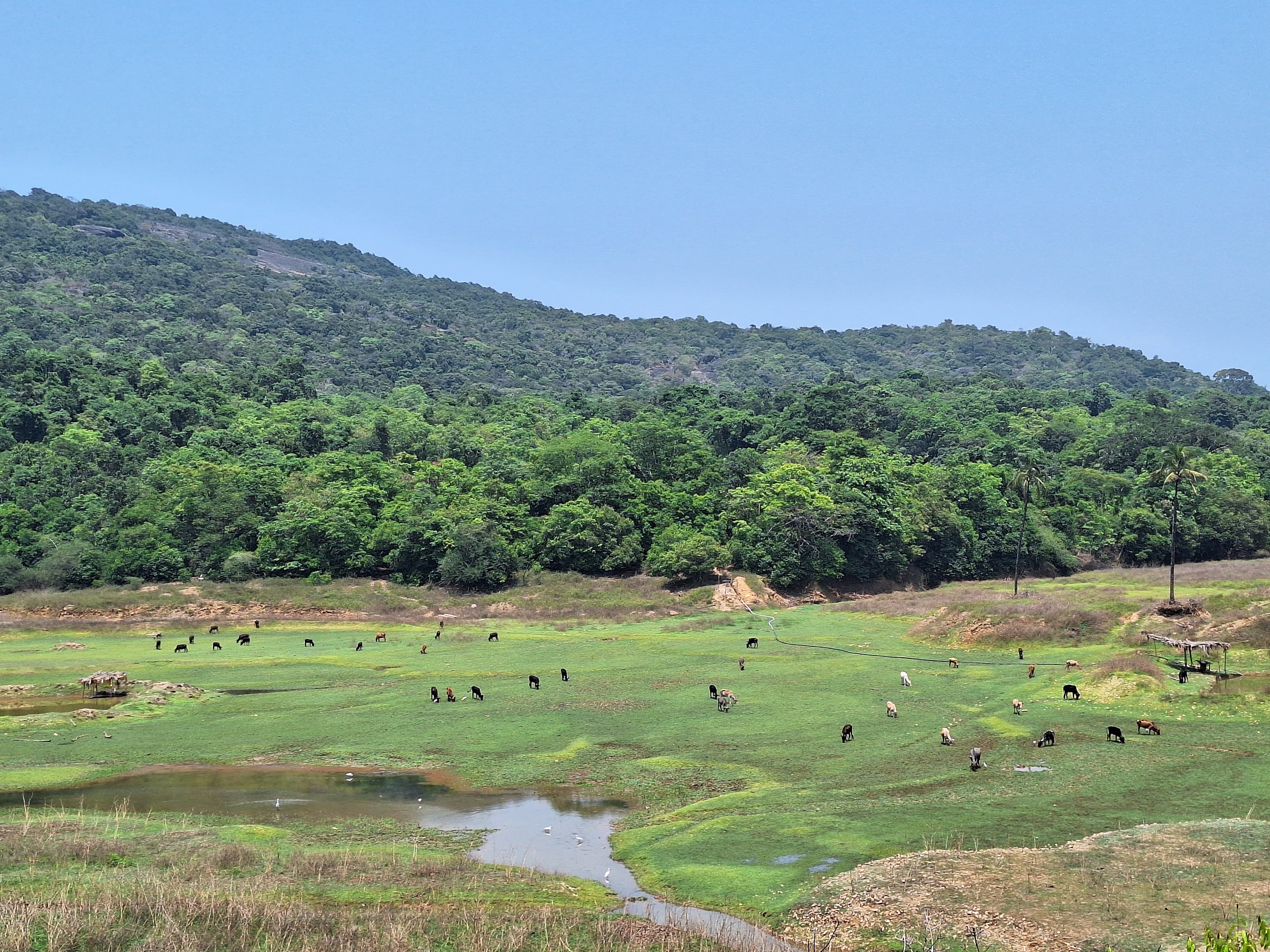The image shows a lush green landscape with a hill covered in dense forest in the background and a clear blue sky above. A herd of cattle grazes in the foreground, scattered across a grassy field with a small body of water reflecting the sky.