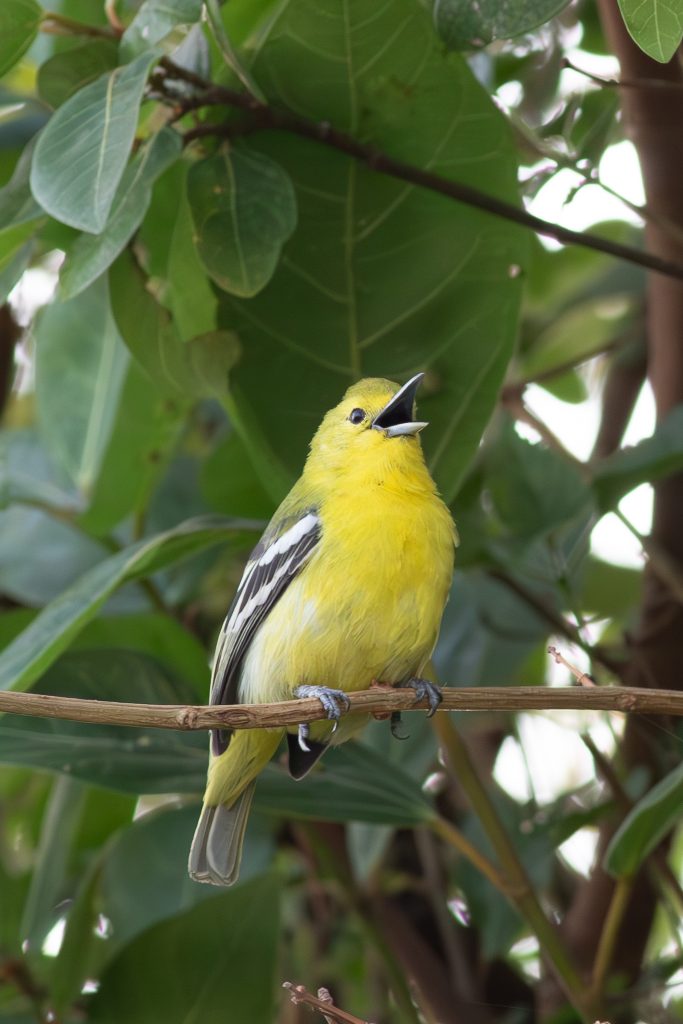 A vibrant yellow common Iora female bird perched on a thin branch, surrounded by lush green leaves. The bird has a slightly open beak, suggesting it is singing or calling out. Its wings feature distinct black and white markings. The background is filled with foliage, creating a natural and serene setting.
