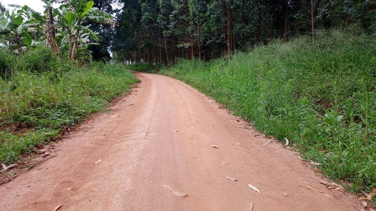 A winding dirt road cuts through a lush, green landscape, flanked by tall grasses and dense vegetation on either side.