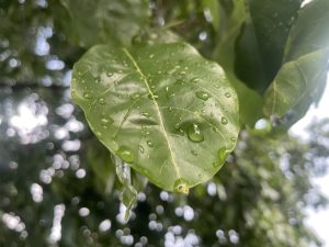 Close-up of a green leaf covered in water droplets, with a blurred background of more foliage and light bokeh effects. The leaf displays a shiny texture from the moisture, highlighting its veins and surface details.
