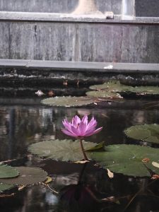 A close-up of a pink water lily blooming in a dark pond, surrounded by large green lily pads.