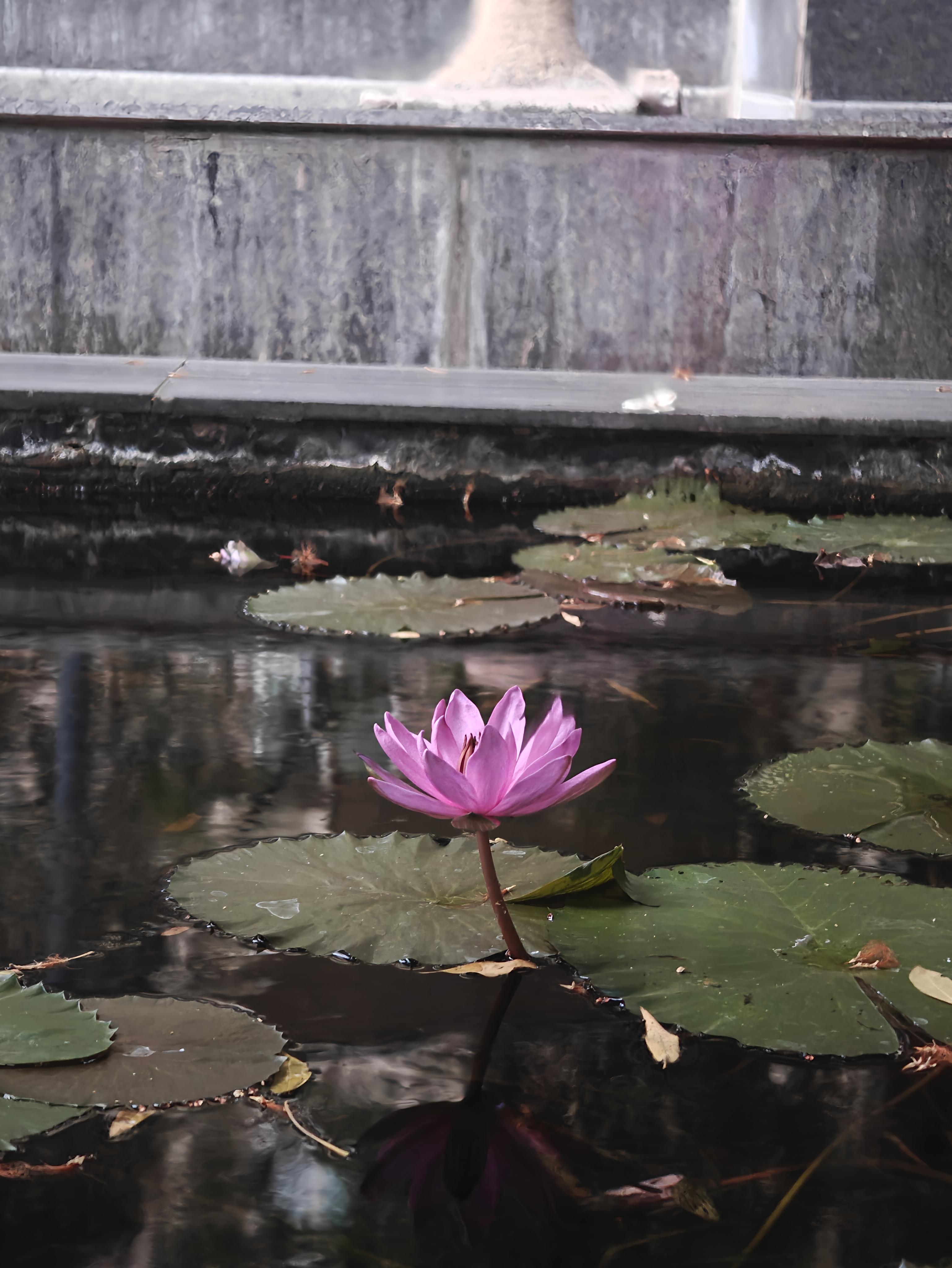 A close-up of a pink water lily blooming in a dark pond, surrounded by large green lily pads.