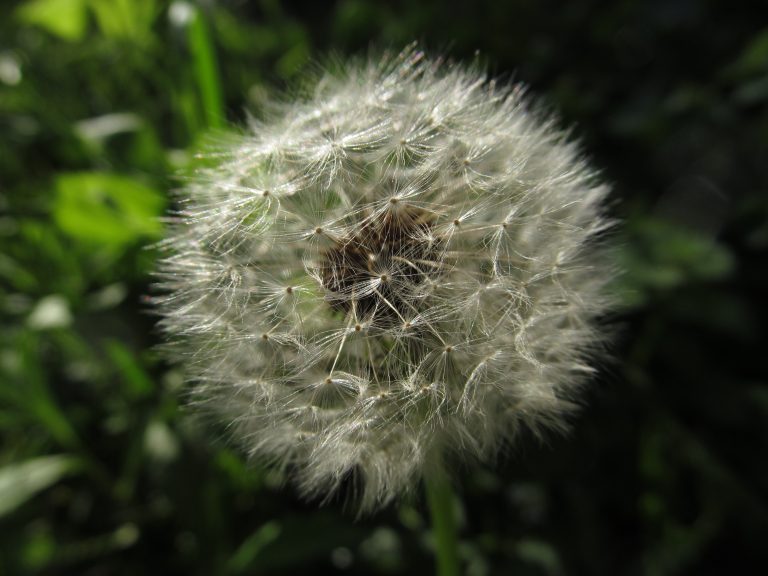 A close-up image of a dandelion seed head, featuring a round, fluffy ball composed of fine, white filaments.
