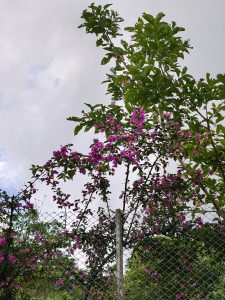 A vibrant display of bougainvillea flowers in shades of pink, intertwined with green leaves, growing against a chain-link fence. 