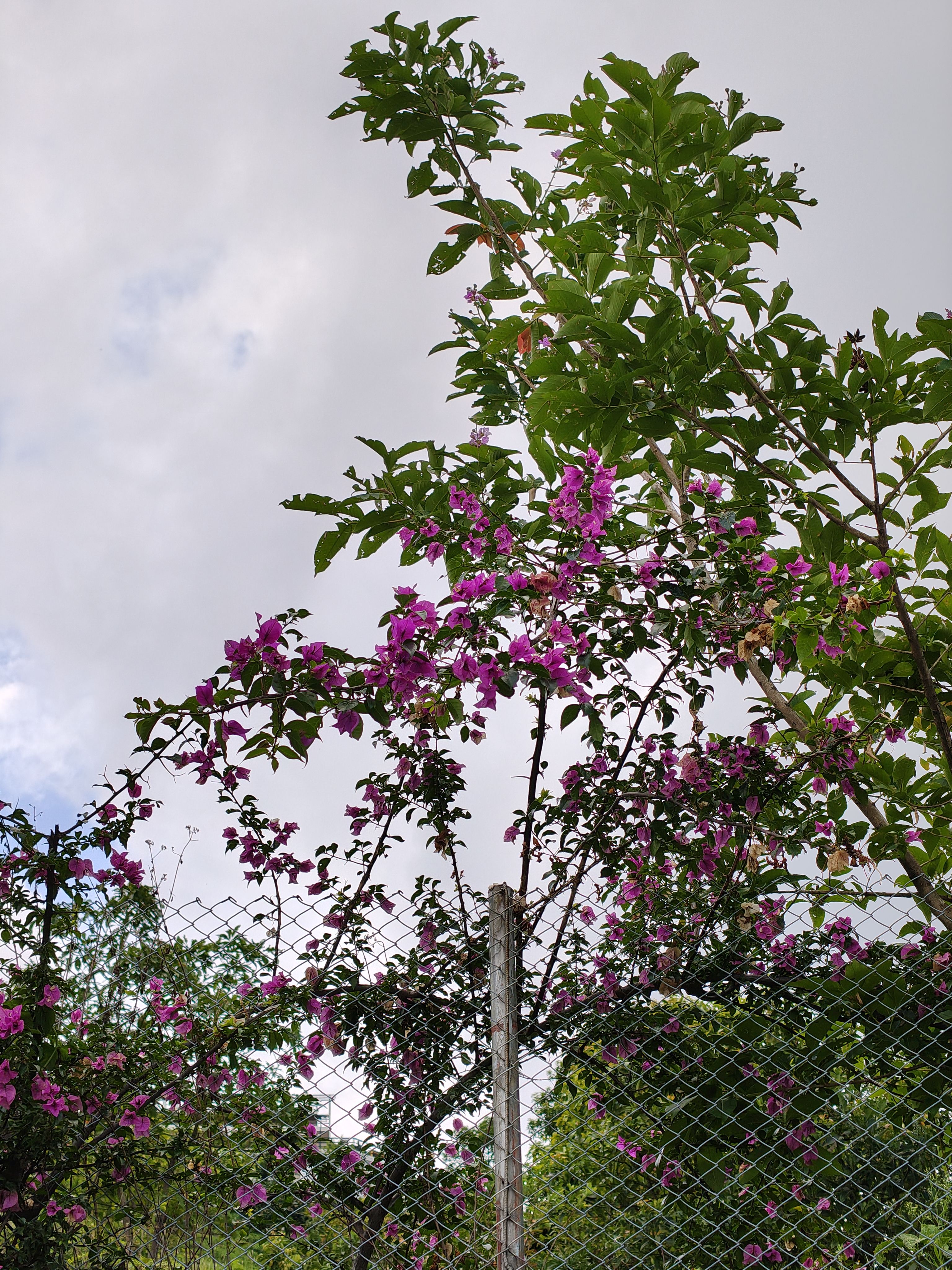 A vibrant display of bougainvillea flowers in shades of pink, intertwined with green leaves, growing against a chain-link fence.