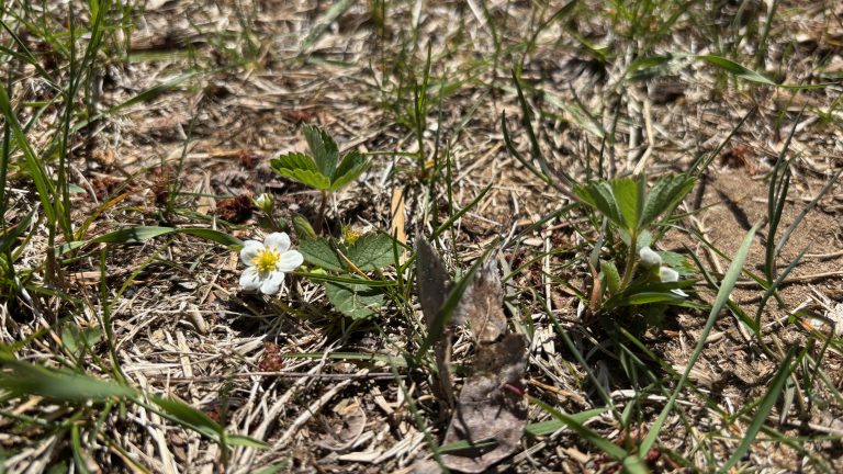 Tiny wild strawberry blossoms coming up out of dry spring soil.