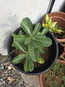 A close-up view of a potted plant with glossy green leaves arranged in a radial pattern.