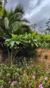 A lush garden scene featuring various plants, including broad-leaved tropical foliage and flowering ground cover. 
