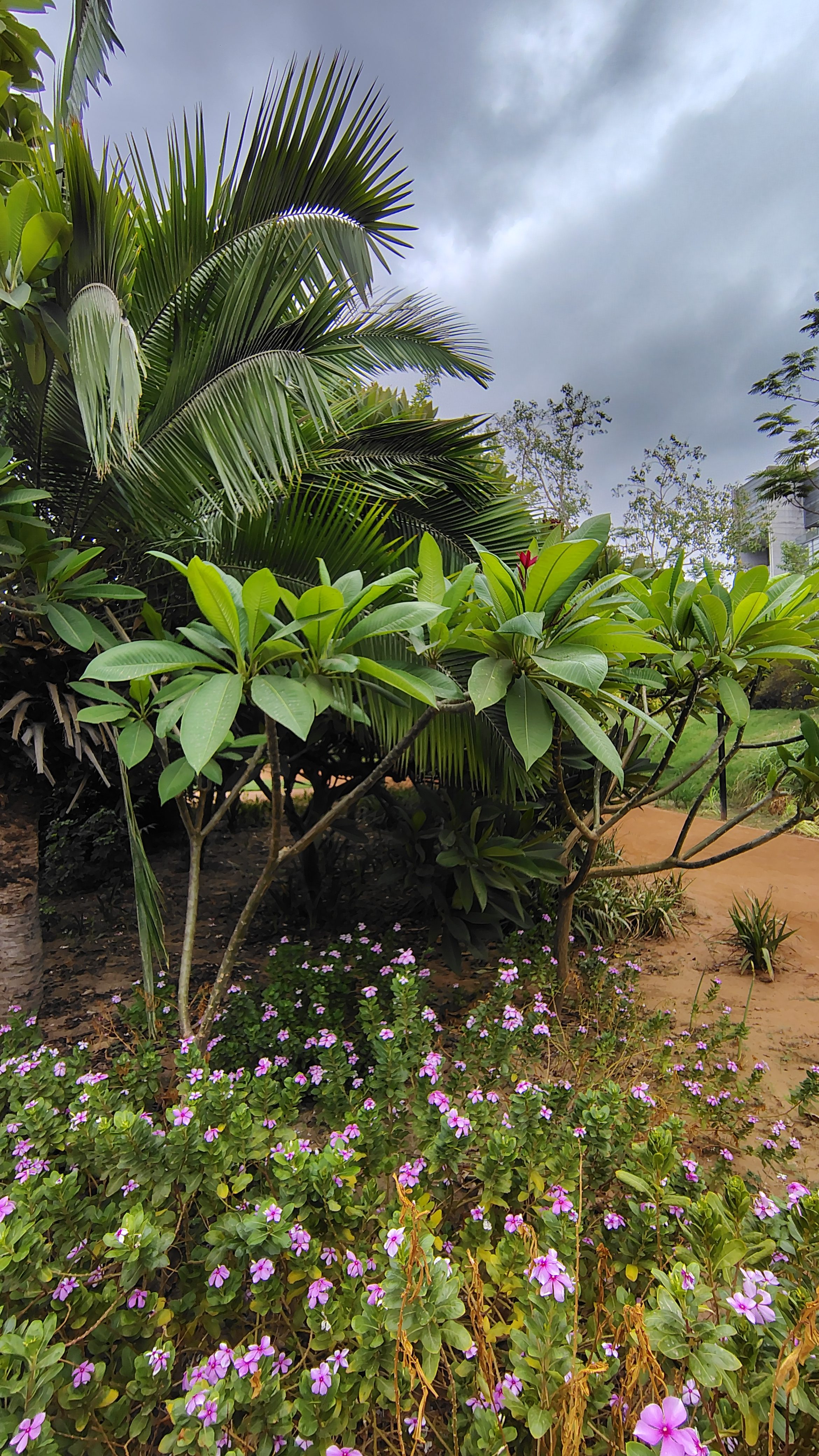 A lush garden scene featuring various plants, including broad-leaved tropical foliage and flowering ground cover.