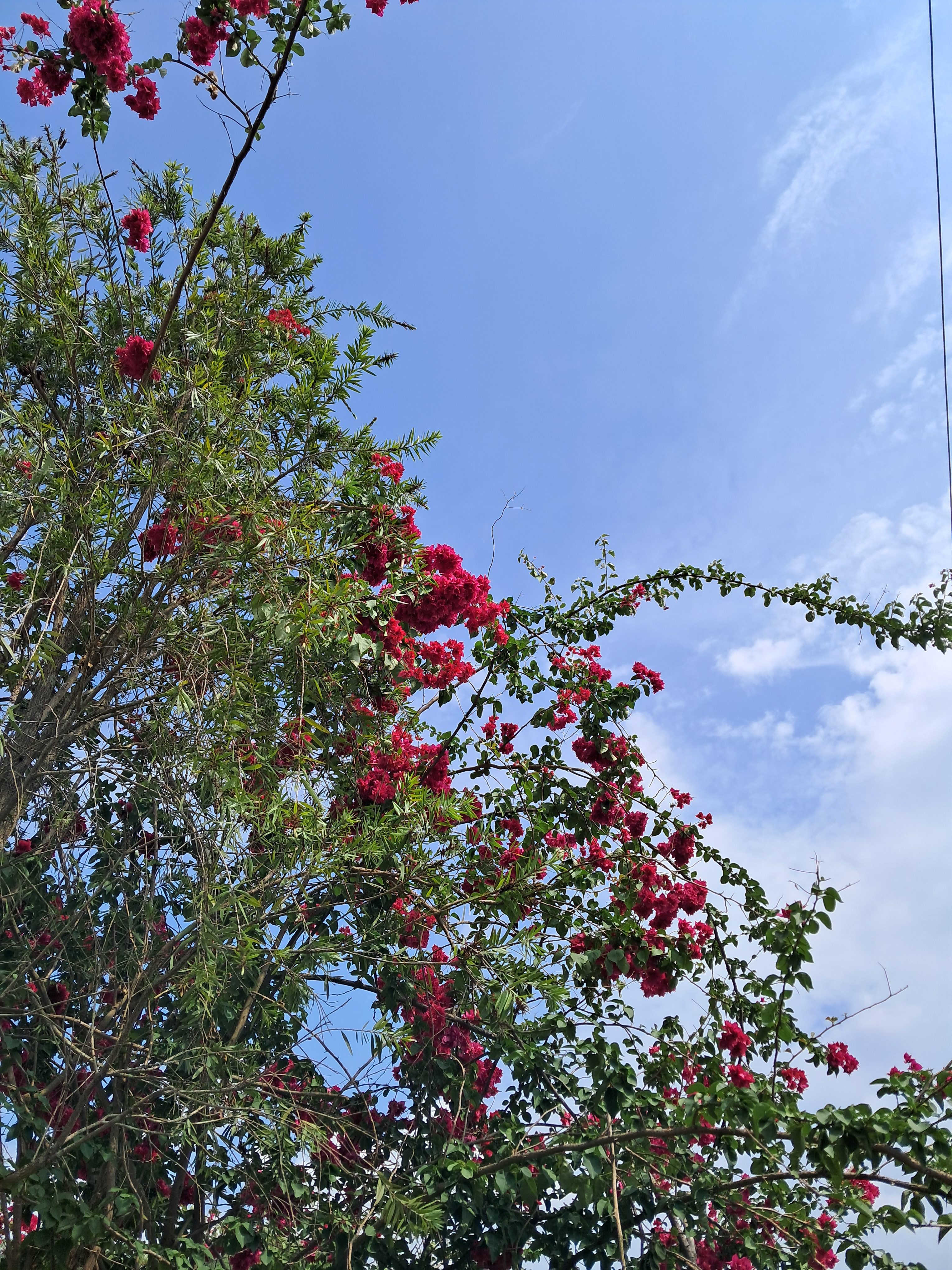 A vibrant tree with lush green leaves and clusters of bright red flowers stretches towards a clear blue sky, dotted with a few wispy clouds