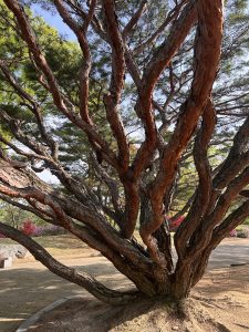 A close-up view of a tree with twisting, gnarled branches that have a reddish-brown bark