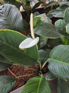 A close-up view of a white spathiphyllum flower, featuring a curved, white leaf underneath it and a long, cream-colored spadix. Surrounding the flower are large, glossy green leaves, showcasing shades of deep green with slight variations in texture and color.