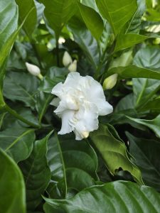 A close-up image of a white, ruffled flower surrounded by dark green leaves. 