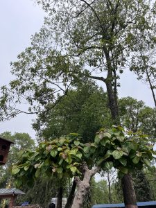 A scene featuring several trees surrounded by lush greenery. In the foreground, there is a distinctive tree with a short trunk and broad, heart-shaped leaves, displaying a mix of green and reddish-brown foliage.