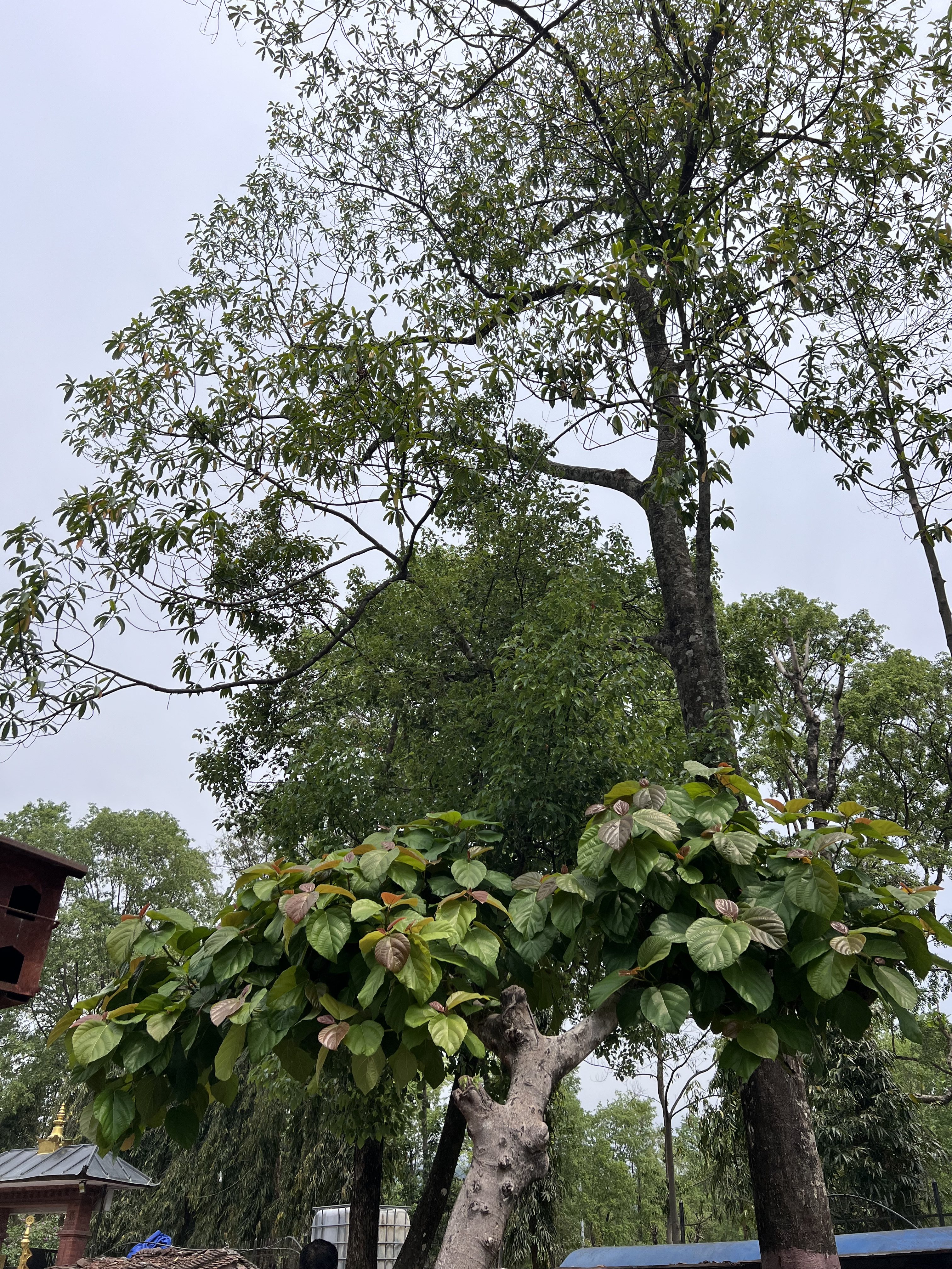 A scene featuring several trees surrounded by lush greenery. In the foreground, there is a distinctive tree with a short trunk and broad, heart-shaped leaves, displaying a mix of green and reddish-brown foliage.