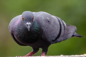 A close-up of a pigeon with a dark gray body and iridescent green and purple feathers on its neck. The bird has striking orange eyes and a prominent beak, standing on a ledge with a blurred green background. The overall posture is alert, creating an engaging and dynamic appearance.