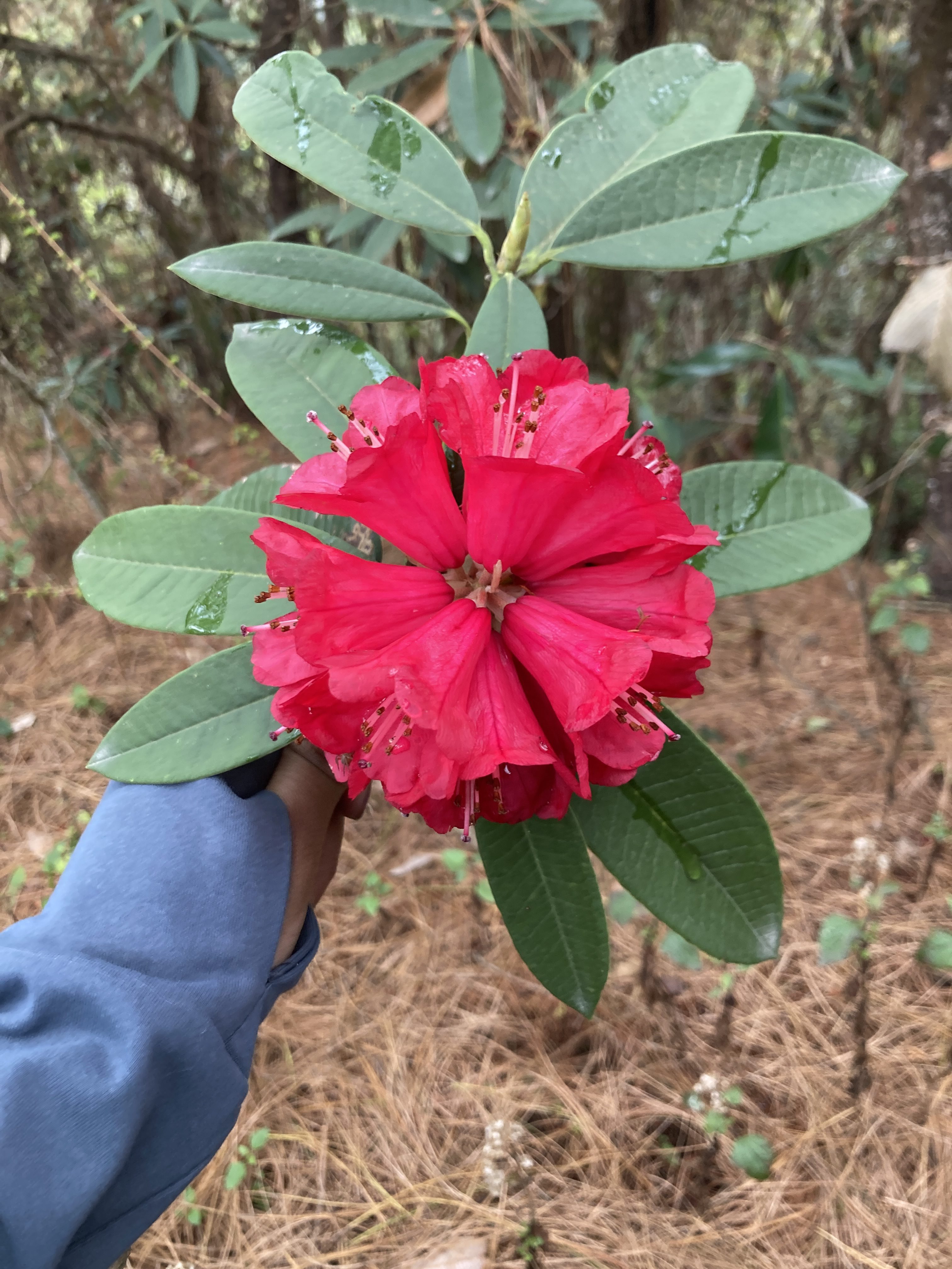 A vibrant red Rhododendro flower with numerous petals, held in a person's hand, surrounded by green leaves.