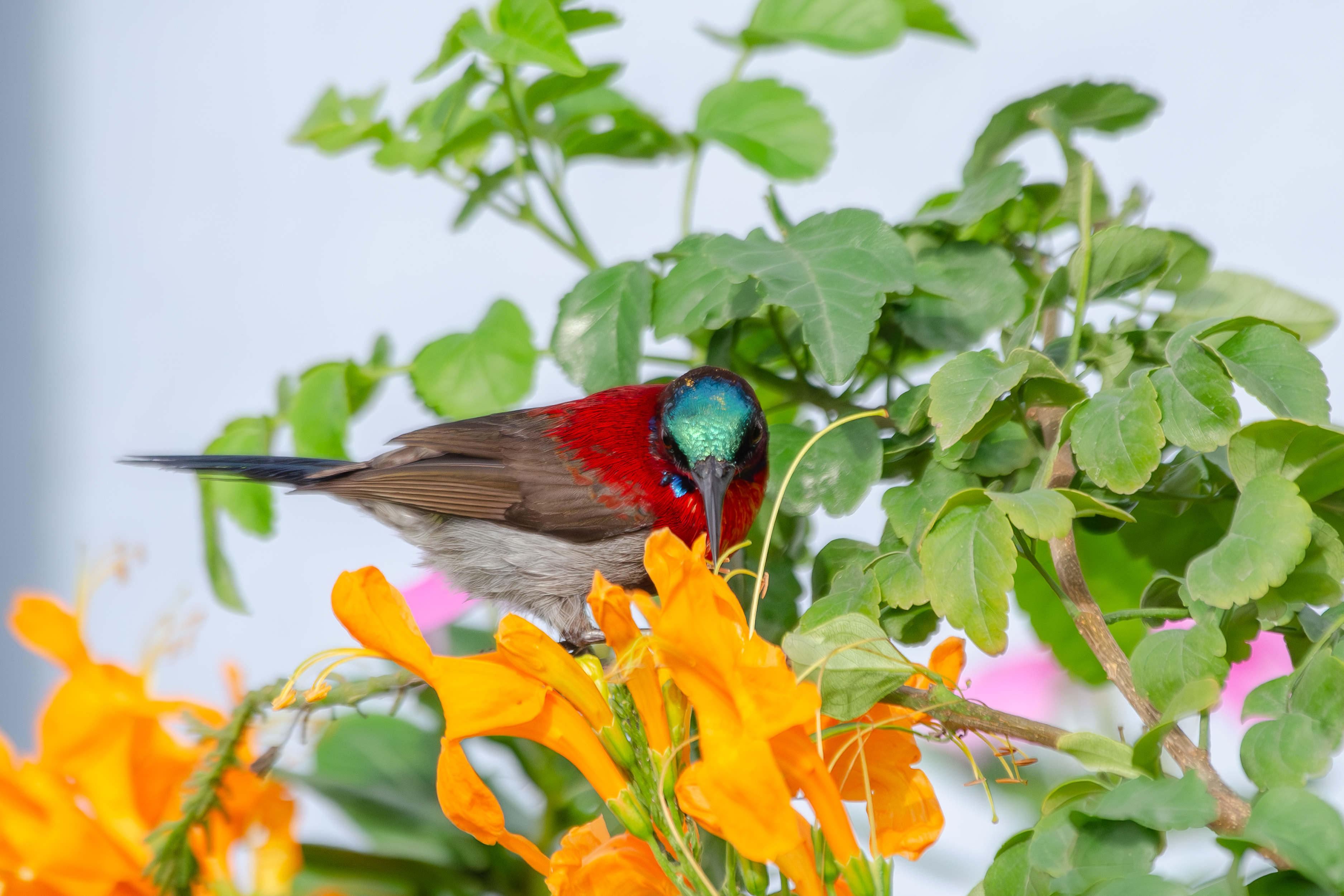A colorful Purple-rumped Sunbird with a vibrant red chest and iridescent green head is perched among lush green leaves and bright orange flowers. The bird is focused on the flowers, likely feeding or exploring its surroundings.