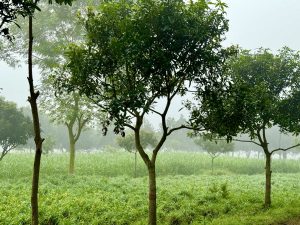 A serene landscape featuring several lush green trees with a dense fog creating a mystical atmosphere.
