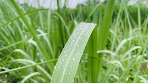 A close-up of a vibrant green sugarcane leaf, glistening with fresh droplets of water that accentuate its natural texture.
