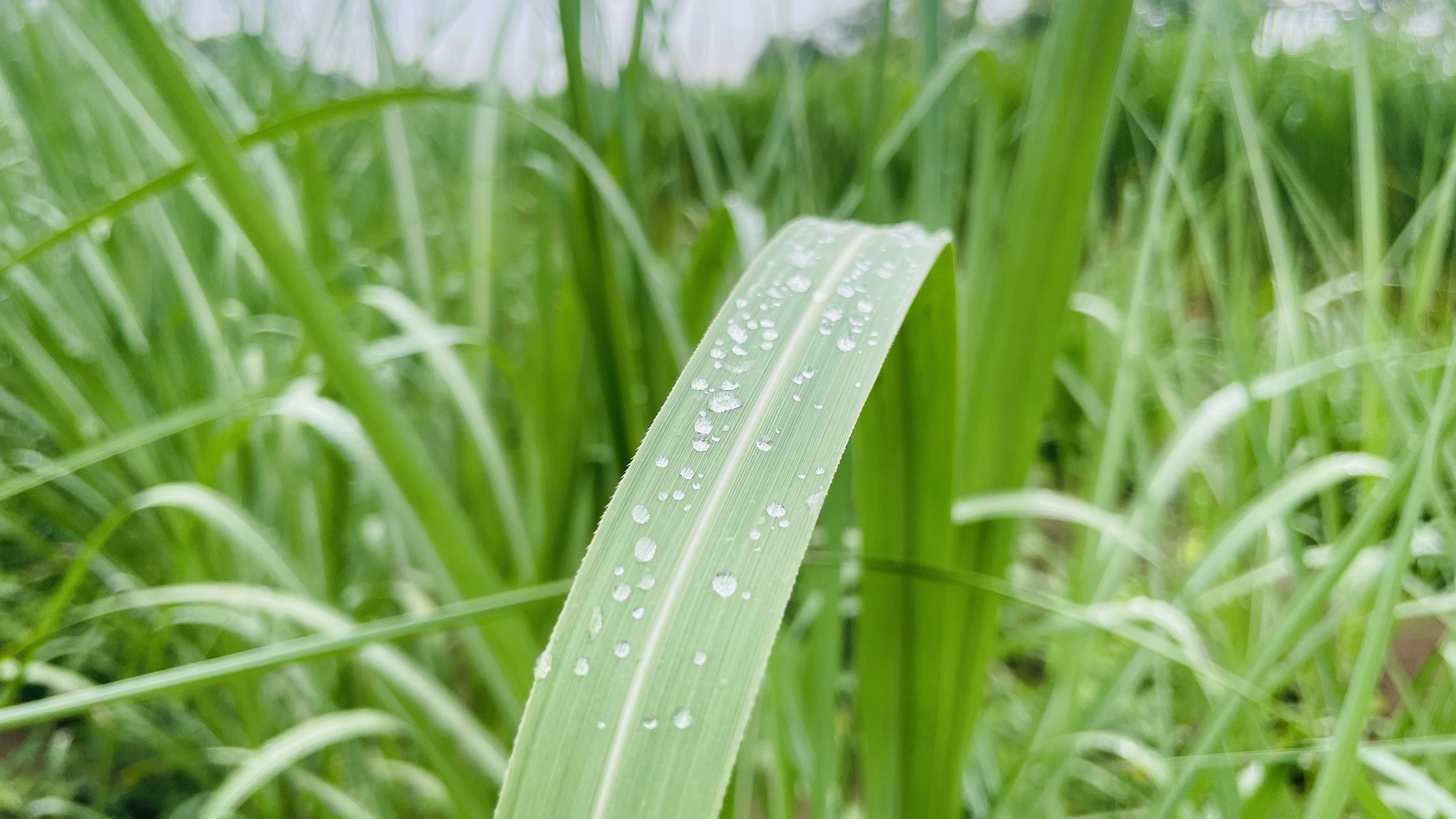 A close-up of a vibrant green sugarcane leaf, glistening with fresh droplets of water that accentuate its natural texture.