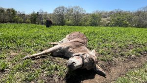 A brown donkey is lying on its side in a grassy field under a clear blue sky.