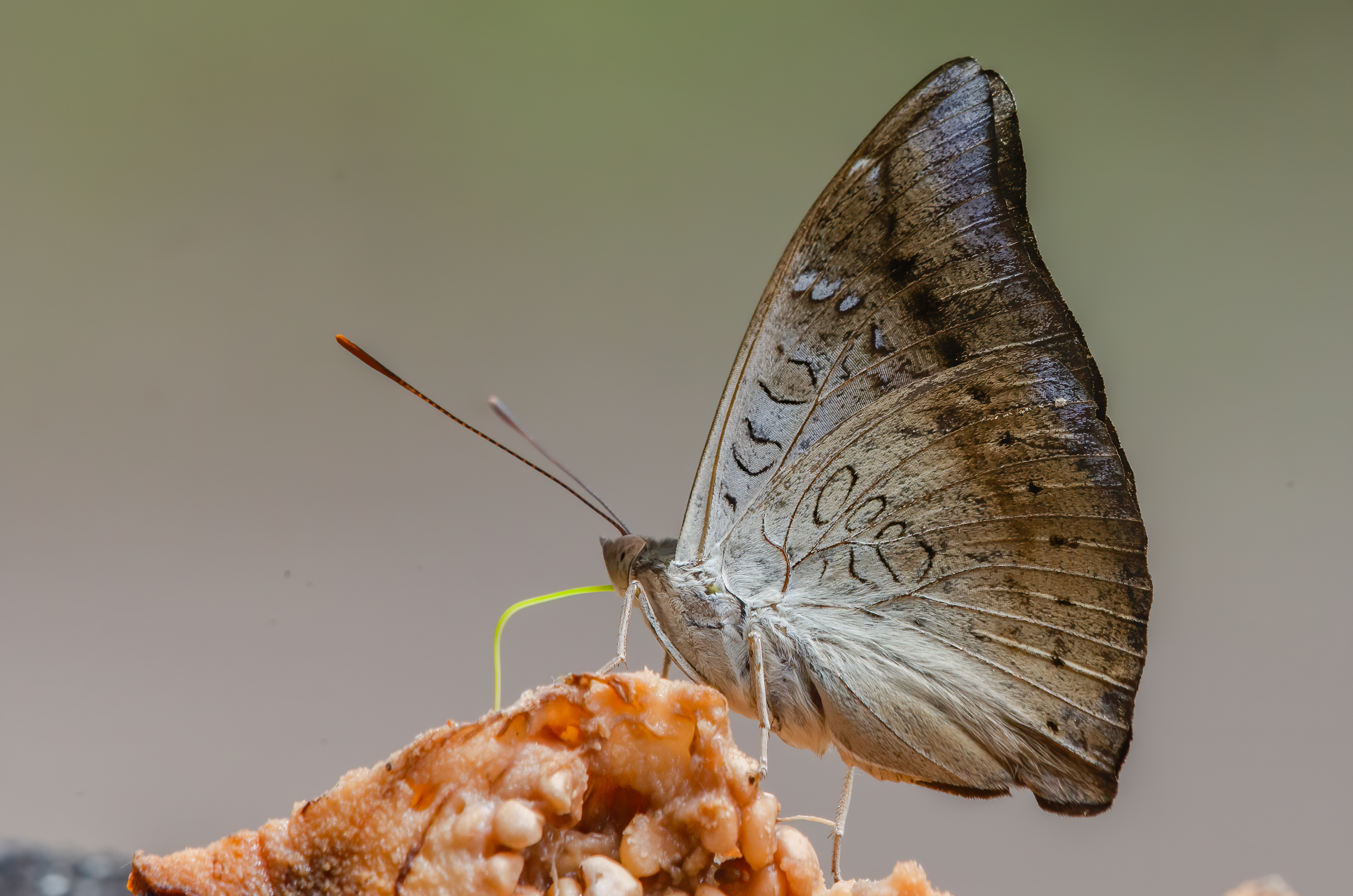 Close-up of a butterfly feeding on fruit using its green proboscis, with brown patterned wings folded upright.