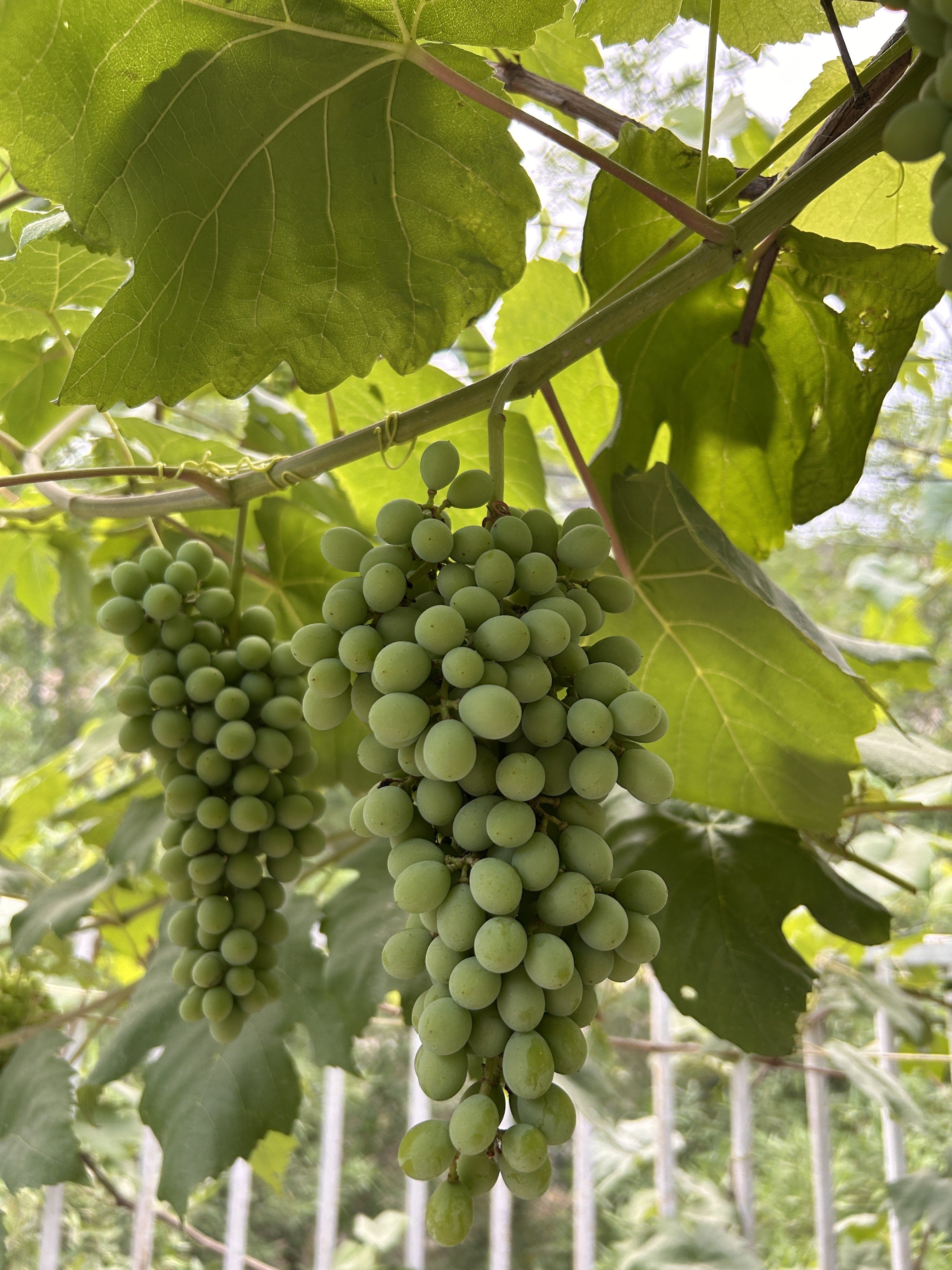 A cluster of green grapes hanging from a vine, surrounded by large, green grape leaves.
