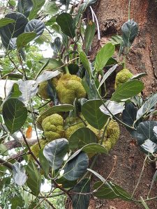 Several jackfruits are growing on a tree, varying in size and shape, with some appearing round and others more oblong or irregular. Their surfaces are textured with small, blunt spikes, typical of jackfruit, and they range in color from light green to yellowish-green, indicating different stages of maturity. Captured from Thrissur, Kerala.
