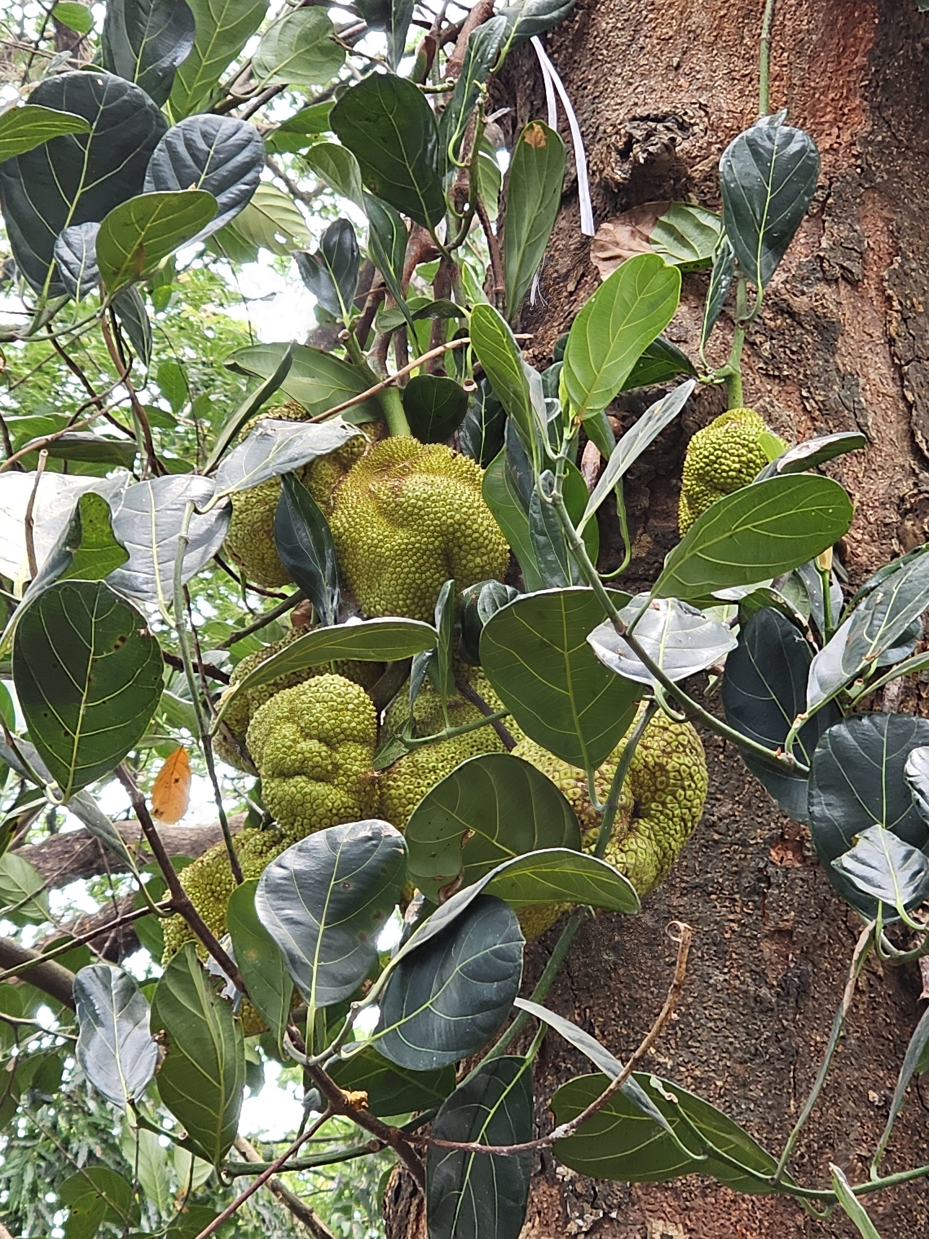 Several jackfruits are growing on a tree, varying in size and shape, with some appearing round and others more oblong or irregular. Their surfaces are textured with small, blunt spikes, typical of jackfruit, and they range in color from light green to yellowish-green, indicating different stages of maturity. Captured from Thrissur, Kerala.