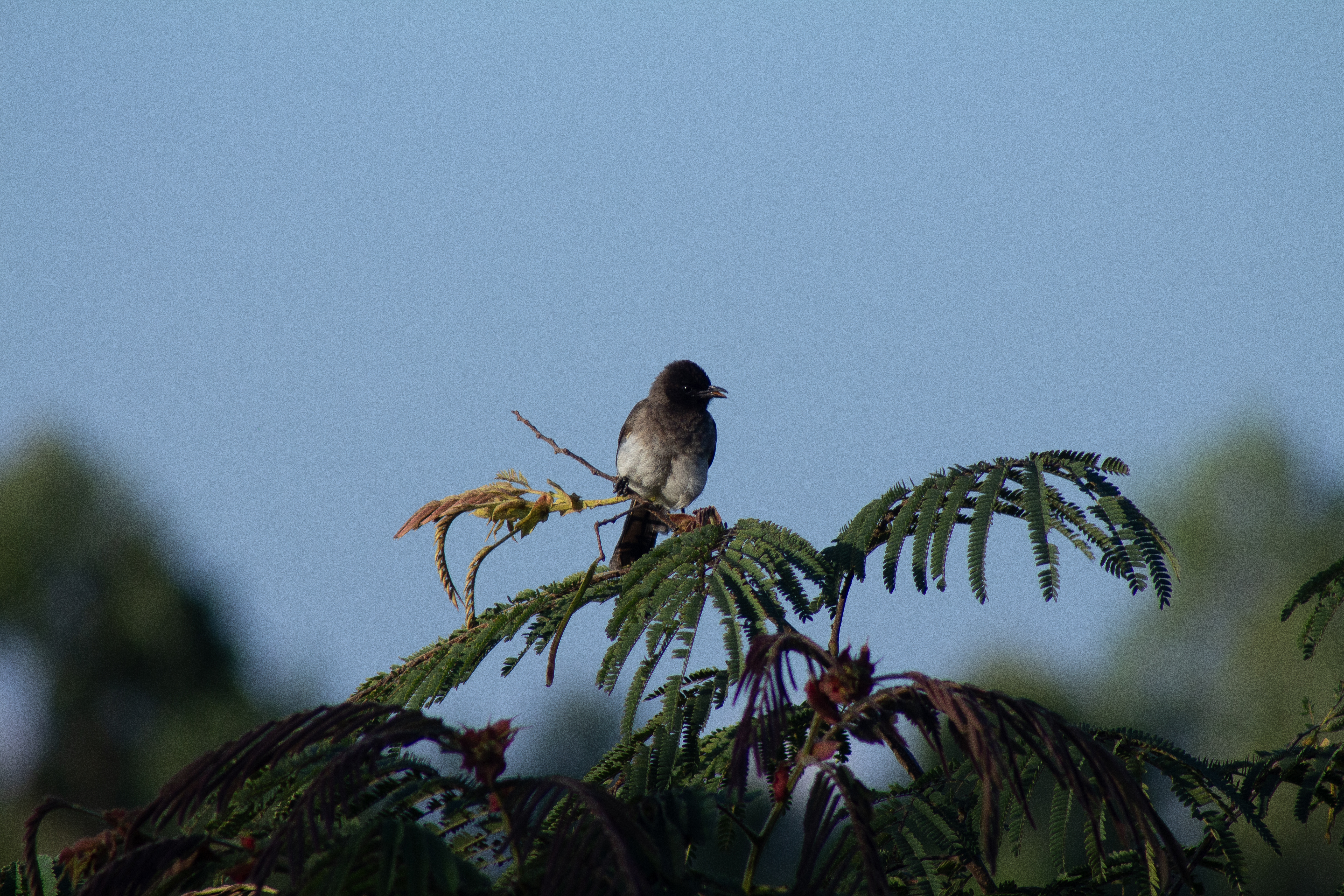 A bird perched on a branch of a green plant, surrounded by a clear blue sky.