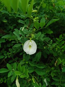 

A close-up view of a white bindweed flower growing among lush green leaves. 