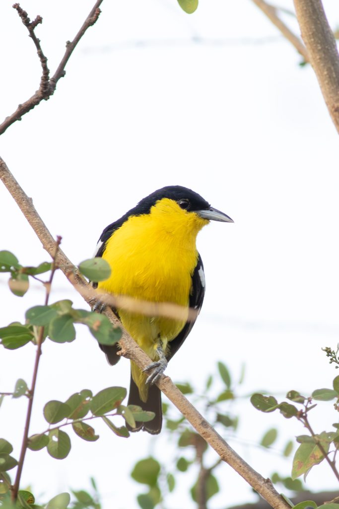 A colorful common Iora male bird perched on a branch, featuring a black head and bright yellow underparts. The bird has distinct black and white markings on its wings, and is surrounded by green leaves set against a light background.