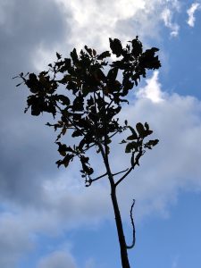 A silhouetted tree branches upward against a backdrop of bright blue sky interspersed with white and gray clouds.