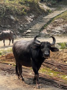 A black buffalo walks along a dirt path, with steps leading up a hillside in the background.