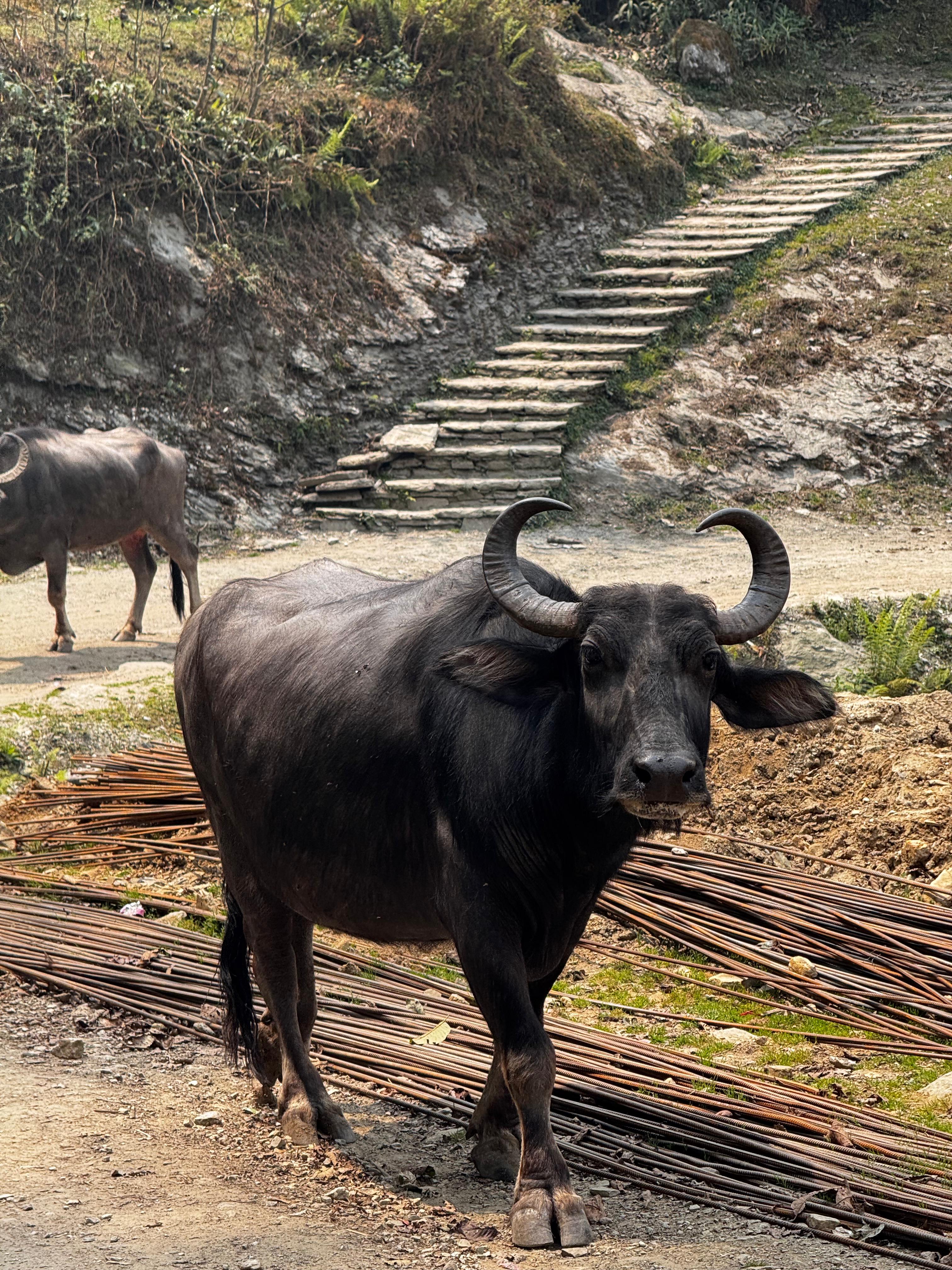 A black buffalo walks along a dirt path, with steps leading up a hillside in the background.