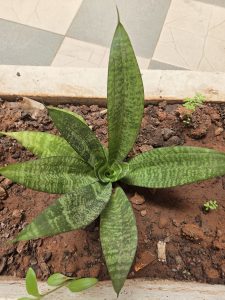 

A close-up view of a green Snake plant with long, pointed leaves displaying a striped pattern of lighter and darker green