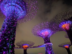 A breathtaking nighttime view of the illuminated Supertrees, glowing brilliantly in vibrant shades of purple and blue.
