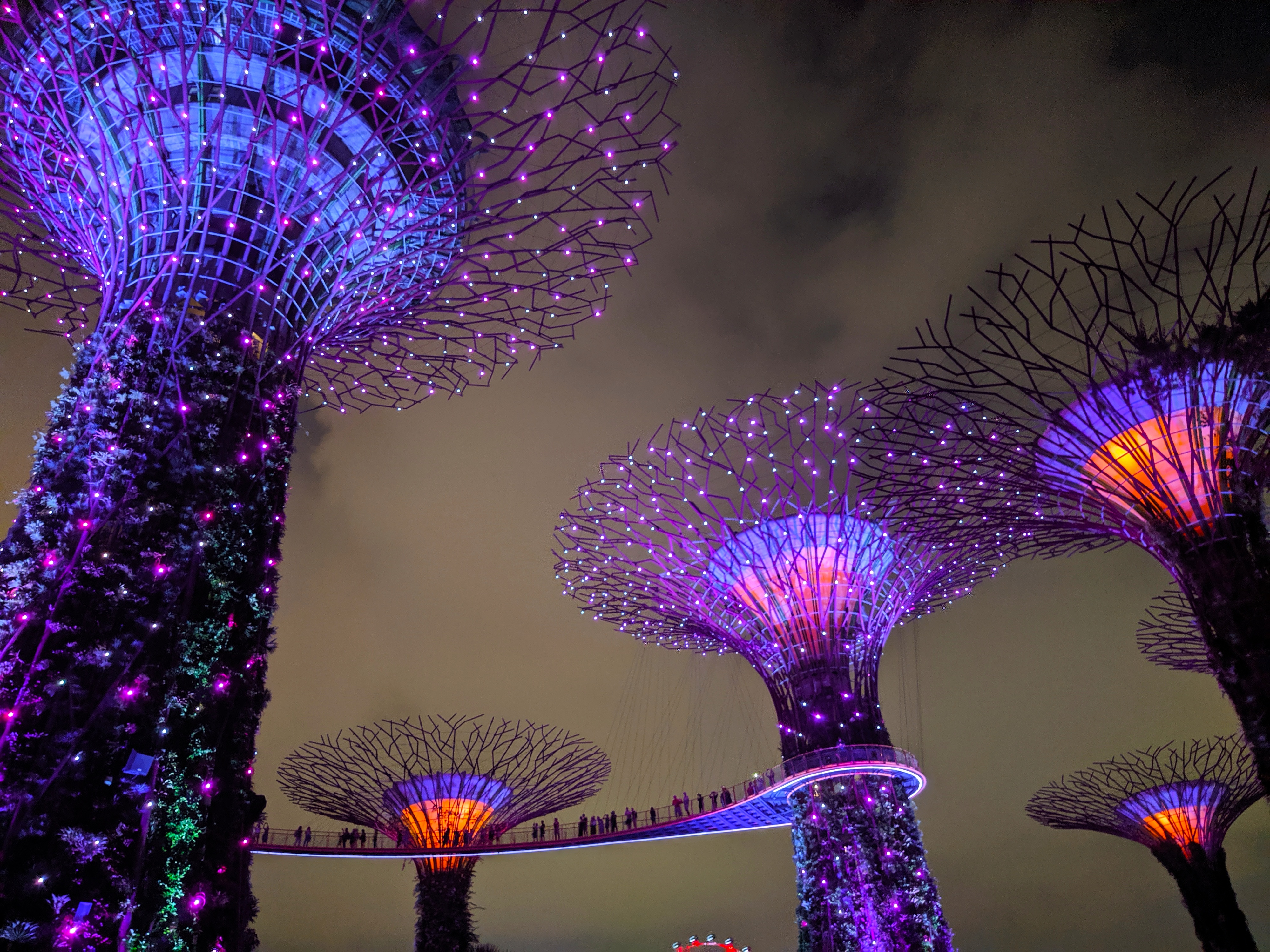A breathtaking nighttime view of the illuminated Supertrees, glowing brilliantly in vibrant shades of purple and blue.
