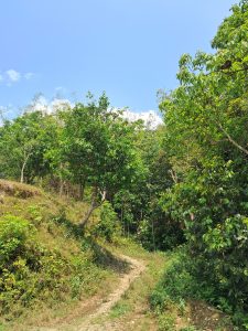 A winding dirt path leads through a lush green landscape, flanked by trees and shrubs under a clear blue sky.
