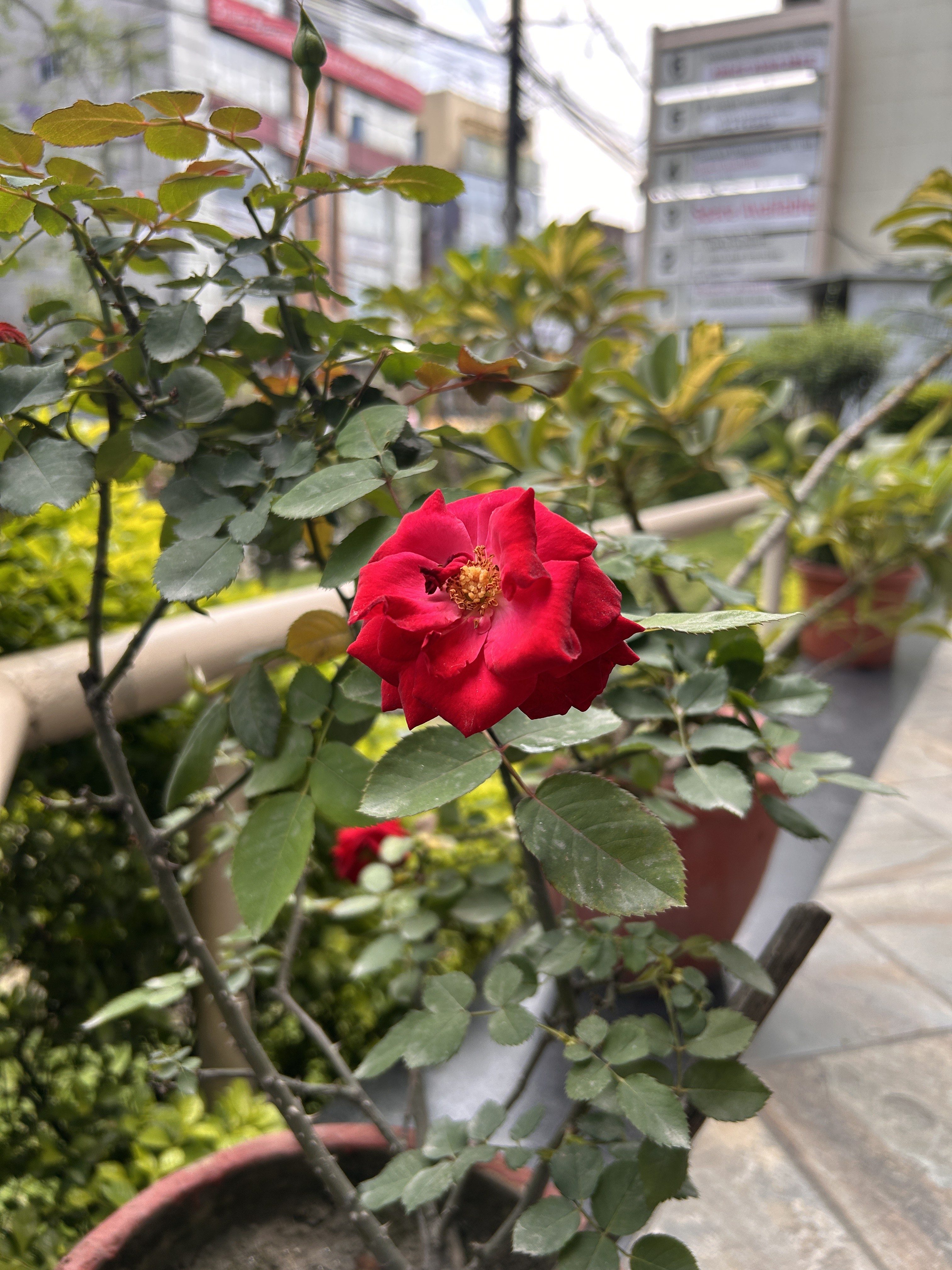A close-up view of a vibrant red rose blooming among green leaves, with soft-focus background elements that include other foliage and blurred buildings, suggesting an outdoor garden setting