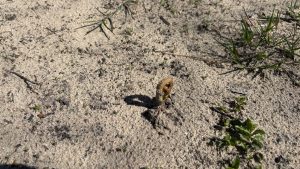 A young fiddlehead fern pushing up through the dirt in the spring.