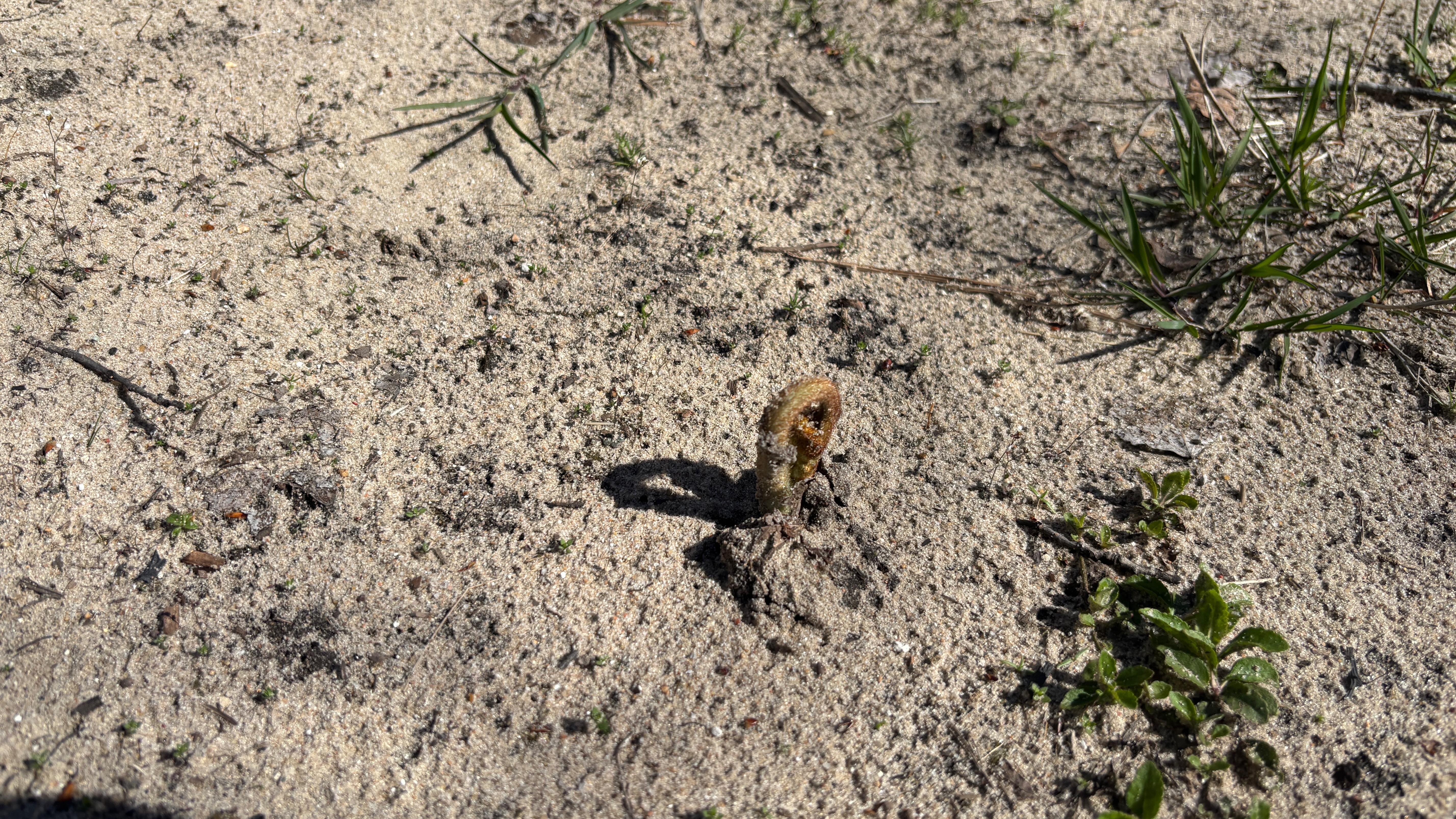 A young fiddlehead fern pushing up through the dirt in the spring.