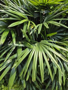 A dense arrangement of long, slender green leaves with a glossy texture, displaying various shades of green, some leaves exhibiting slight imperfections.
