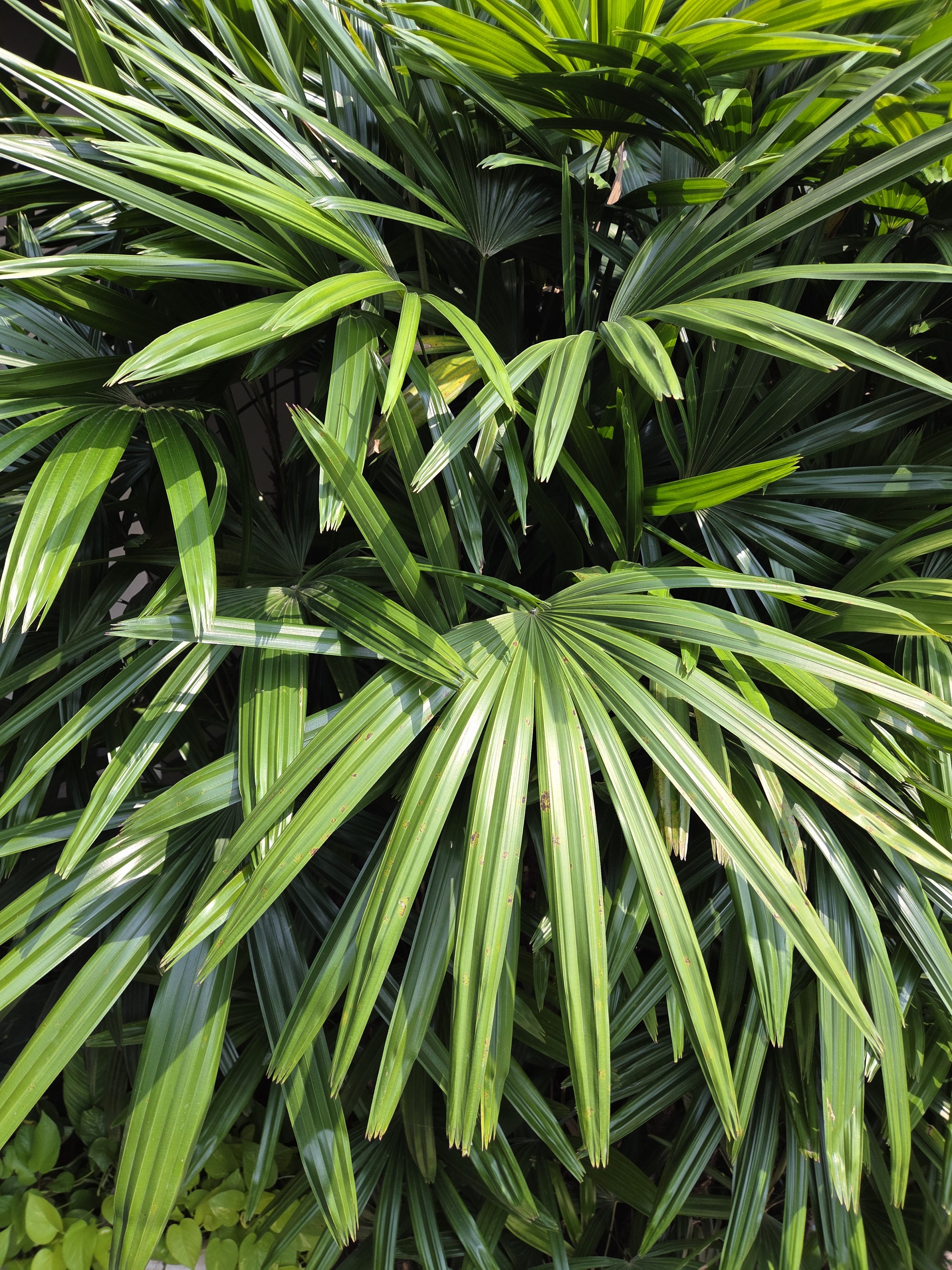 A dense arrangement of long, slender green leaves with a glossy texture, displaying various shades of green, some leaves exhibiting slight imperfections.