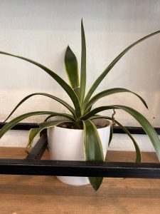 A green plant with long, slender leaves, some with yellow edges, is positioned in a simple white pot. 