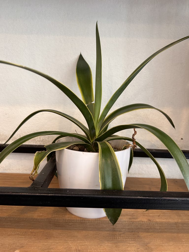 A green plant with long, slender leaves, some with yellow edges, is positioned in a simple white pot.